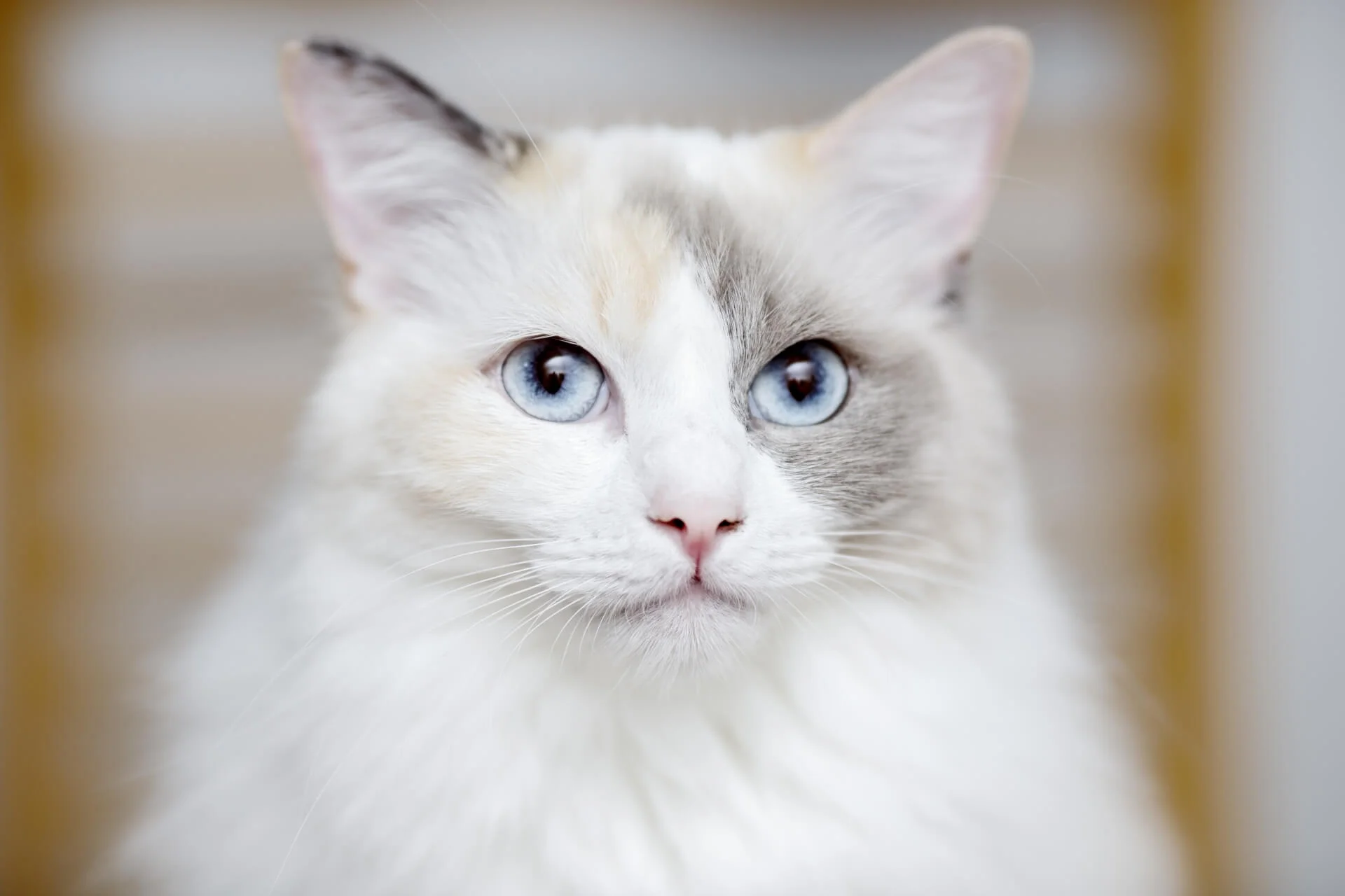 ラグドールの子猫一覧 | ペットショップ 犬の家&猫の里 | 子犬